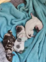 Dapple boy , a male Dachshund for sale in Herald, CA – 3 of 3