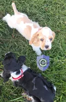 Uppa, a female Cocker Spaniel for sale in Herald, CA – 7 of 9