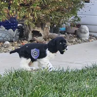 Cookie Akc, a female Cocker Spaniel for sale in Herald, CA – 1 of 10