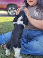 Cookie looking to be the perfect family pet., a female Cocker Spaniel for sale in Herald, CA – 6 of 10