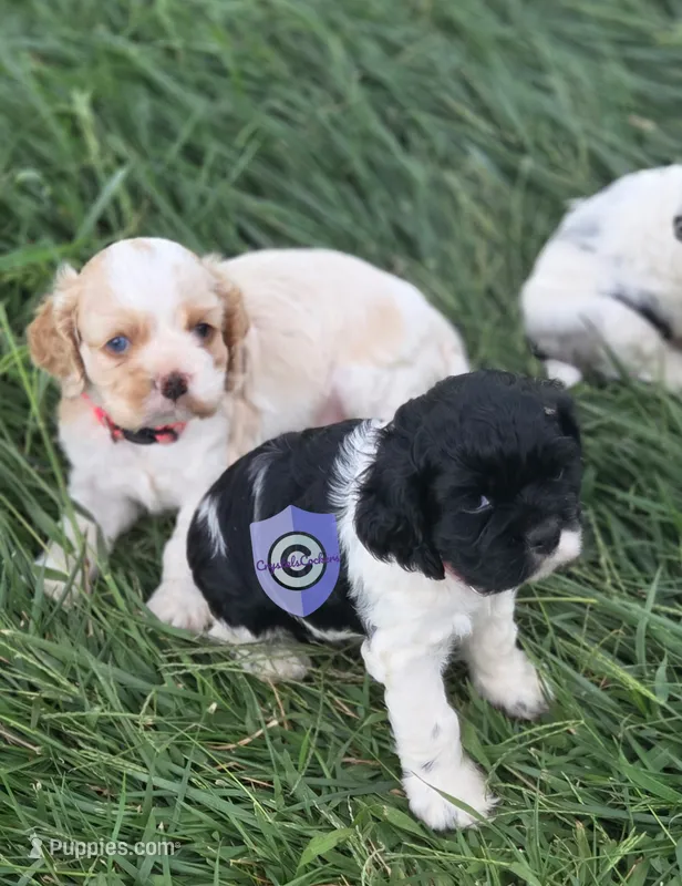 Uppa – Cocker Spaniel puppy for sale in Herald, CA