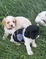 Uppa, a female Cocker Spaniel for sale in Herald, CA – 1 of 8