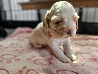 Uppa, a female Cocker Spaniel for sale in Herald, CA – 8 of 8