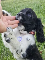 Cookie Akc, a female Cocker Spaniel for sale in Herald, CA – 3 of 10