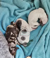 Chocolate and tan pie female, a female Dachshund for sale in Herald, CA – 6 of 6