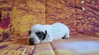 Felicity Chocolate and tan pie female, a female Dachshund for sale in Herald, CA – 5 of 5