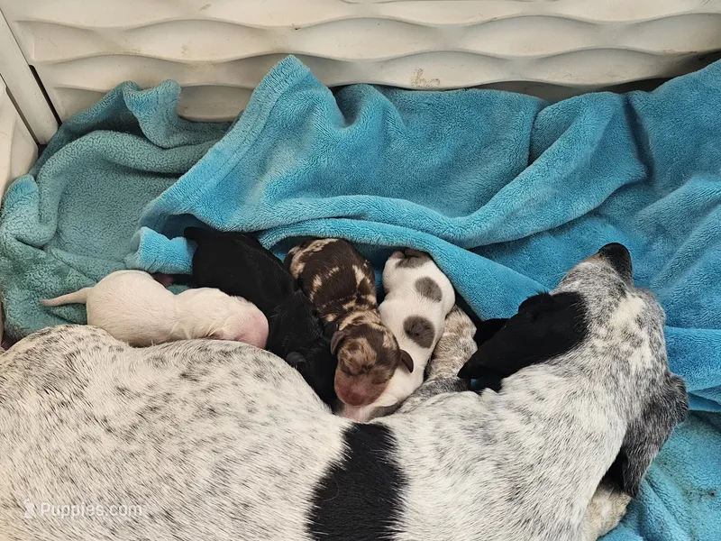 Dachshund baby – Miniature Dachshund puppy for sale in Herald, CA