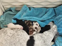 Dachshund baby, a female Miniature Dachshund for sale in Herald, CA – 1 of 1