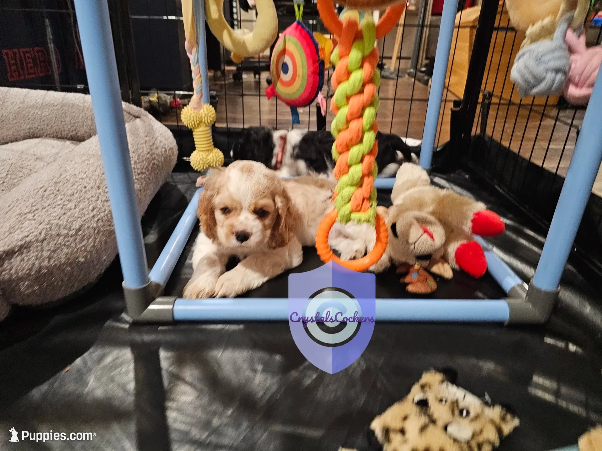 Uppa, a female Cocker Spaniel for sale in Herald, CA – 2 of 8