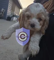 Uppa, a female Cocker Spaniel for sale in Herald, CA – 3 of 8