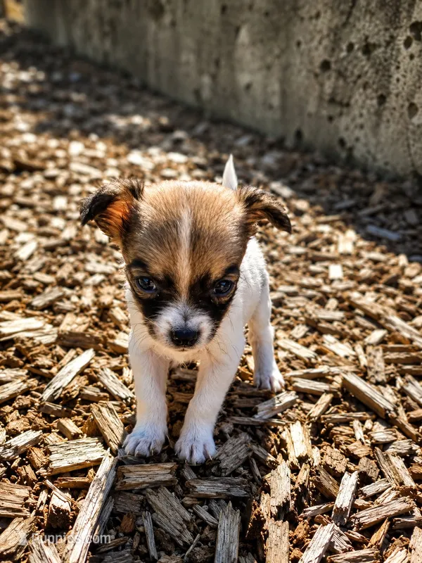 Kaysa – Chihuahua puppy for sale in Snohomish, WA