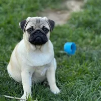 Pilas, a male Pug for sale in Snohomish, WA – 7 of 7