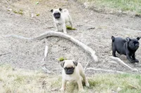 Paul, a male Pug for sale in Snohomish, WA – 3 of 7