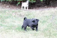 Pilas, a male Pug for sale in Snohomish, WA – 2 of 7
