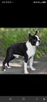 Toto, a male Boston Terrier for sale in Snohomish, WA – 4 of 4