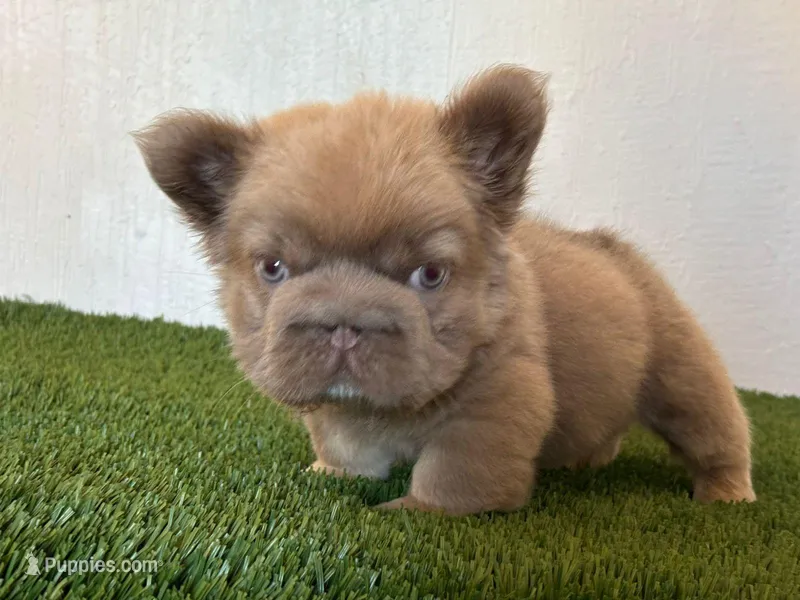 Bronce – French Brittany puppy for sale in Snohomish, WA