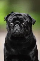 Pilas, a male Pug for sale in Snohomish, WA – 6 of 7