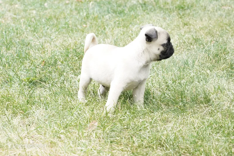 Paul – Pug puppy for sale in Snohomish, WA