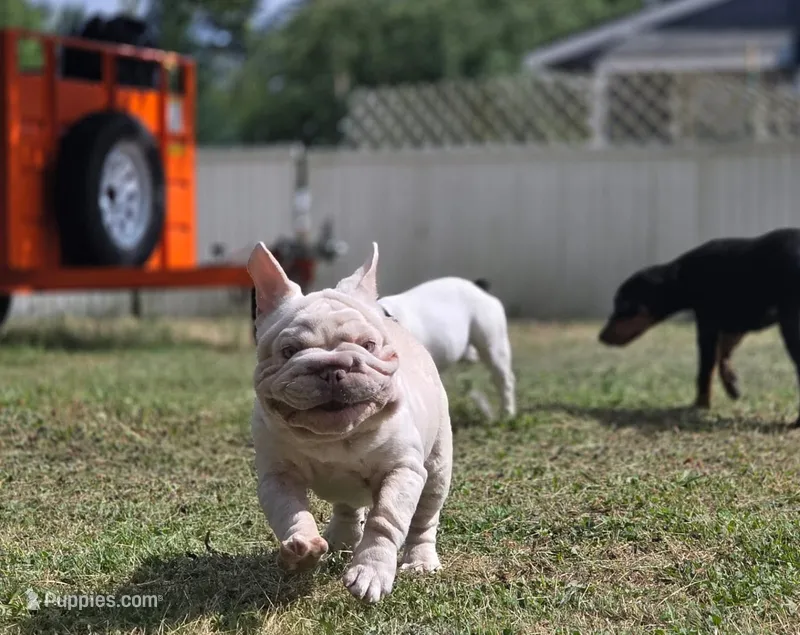 Perla – French Bulldog puppy for sale in Snohomish, WA