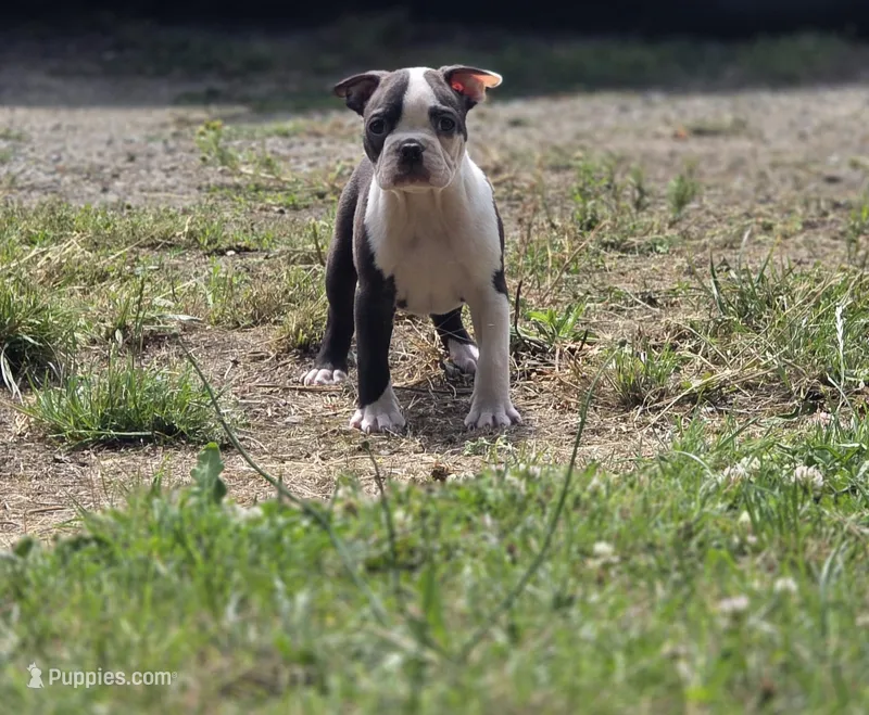 Toto – Boston Terrier puppy for sale in Snohomish, WA