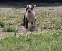 Toto, a male Boston Terrier for sale in Snohomish, WA – 1 of 4
