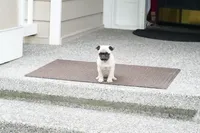 Paul, a male Pug for sale in Snohomish, WA – 4 of 7