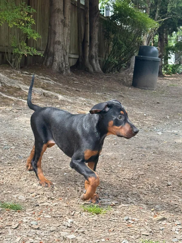 Diana – Doberman Pinscher puppy for sale in Snohomish, WA