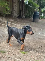 Diana, a female Doberman Pinscher for sale in Snohomish, WA – 2 of 5
