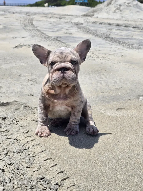 Isabella – French Bulldog puppy for sale in Snohomish, WA