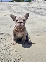 Isabella, a female French Bulldog for sale in Snohomish, WA – 1 of 3