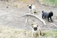 Pedro, a male Pug for sale in Snohomish, WA – 3 of 7
