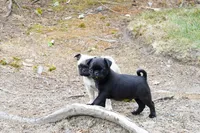 Pilas, a male Pug for sale in Snohomish, WA – 3 of 7