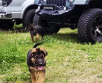 Romulo, a male German Shepherd Dog for sale in Snohomish, WA – 2 of 6