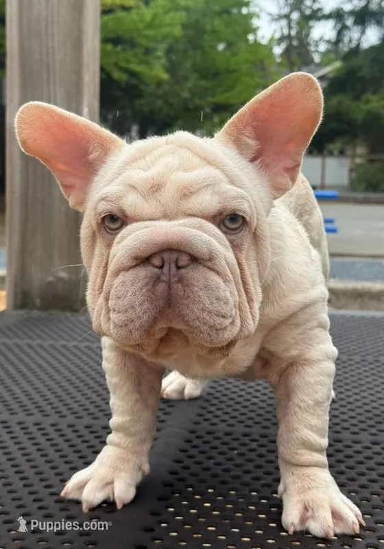 Perla – French Bulldog puppy for sale in Snohomish, WA