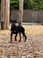 Diana, a female Doberman Pinscher for sale in Snohomish, WA – 4 of 5
