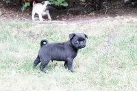 Pilas, a male Pug for sale in Snohomish, WA – 1 of 7