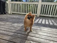 Ada, a female Pomeranian for sale in Snohomish, WA – Photo 2 of 4