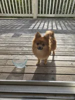 Ada, a female Pomeranian for sale in Snohomish, WA – Photo 4 of 4