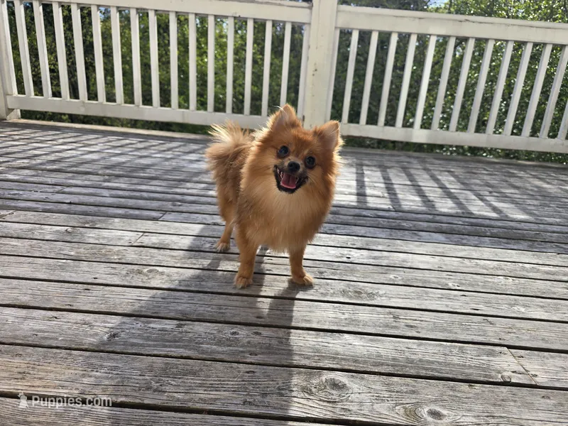 Ada, a female Pomeranian for sale in Snohomish, WA – Photo 1 of 4