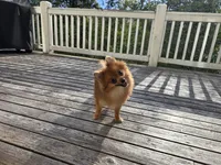 Ada, a female Pomeranian for sale in Snohomish, WA – Photo 3 of 4