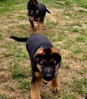 Romulo, a male German Shepherd Dog for sale in Snohomish, WA – 3 of 6
