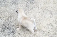Pedro, a male Pug for sale in Snohomish, WA – 2 of 7