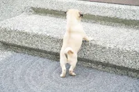 Pedro, a male Pug for sale in Snohomish, WA – 4 of 7