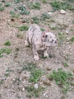 Chula, a female French Bulldog for sale in Snohomish, WA – 3 of 9