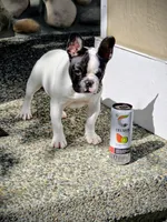 Luna, a female French Bulldog for sale in Snohomish, WA – Photo 2 of 2