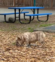 Chula, a female French Bulldog for sale in Snohomish, WA – 9 of 9