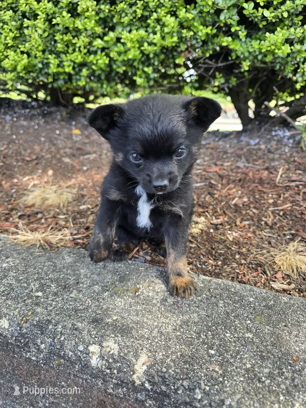 Estrella  – Affenpinscher puppy for sale in Snohomish, WA