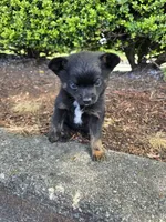 Estrella , a female Affenpinscher for sale in Snohomish, WA – 1 of 2
