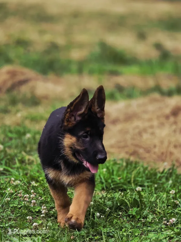 Remo – German Shepherd Dog puppy for sale in Snohomish, WA