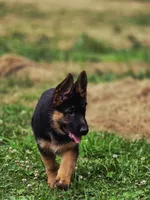 Remo, a male German Shepherd Dog for sale in Snohomish, WA – 1 of 6